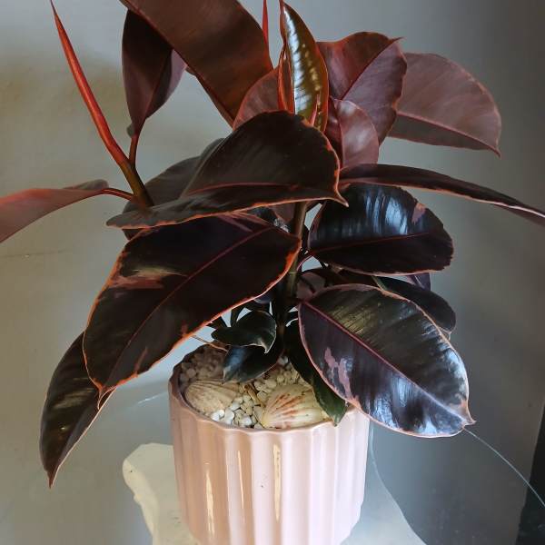 Ficus in Pink PL113