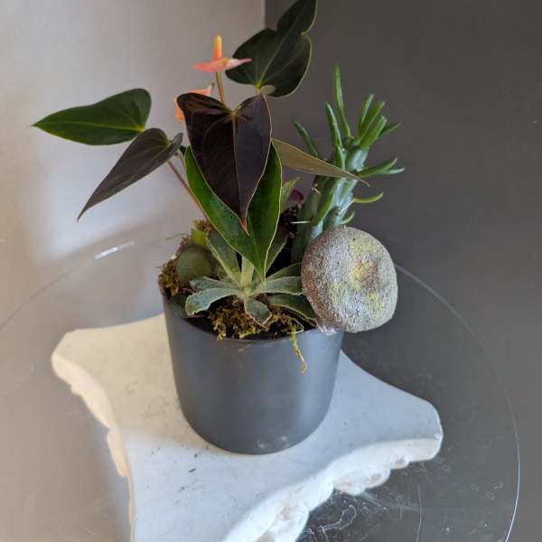 Anthurium + succulents (black pot)