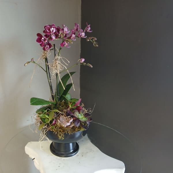 Dianty purple orchid and succulents