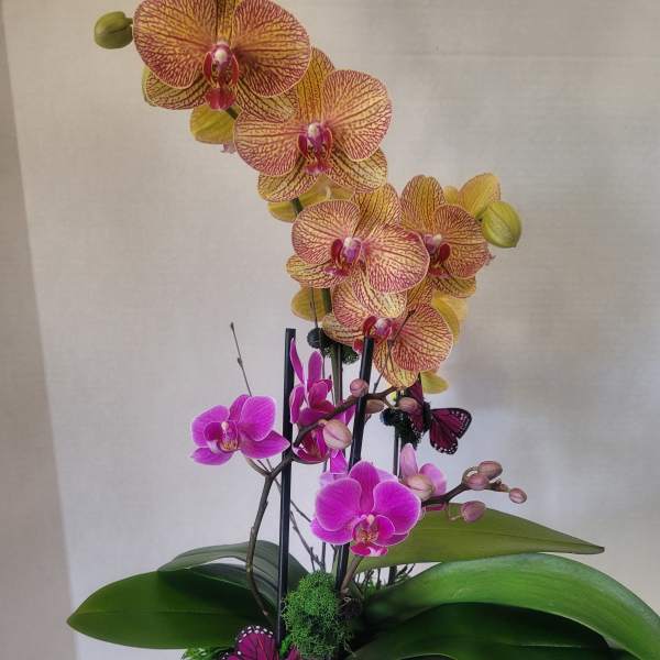 Peach Container