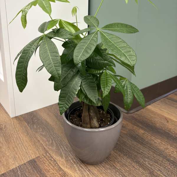 Money Tree