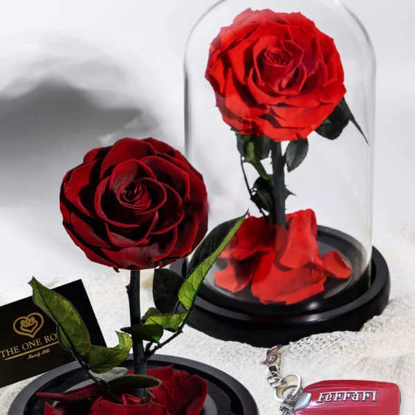 Two red roses displayed under glass domes with petals at the base.