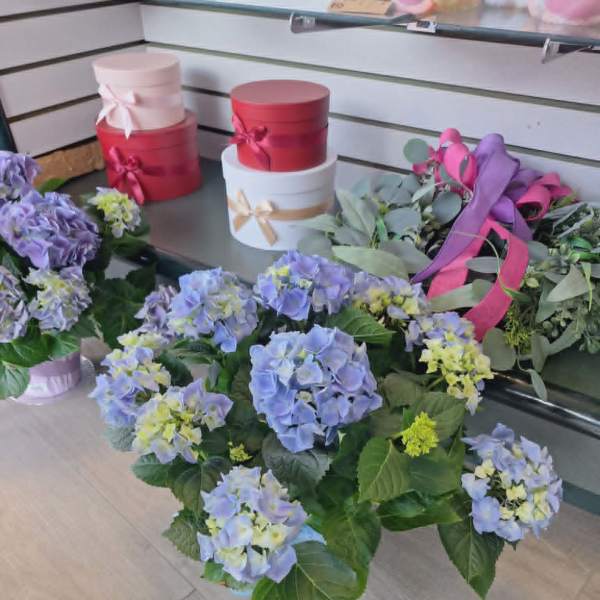 Blue Hydrangea Plant