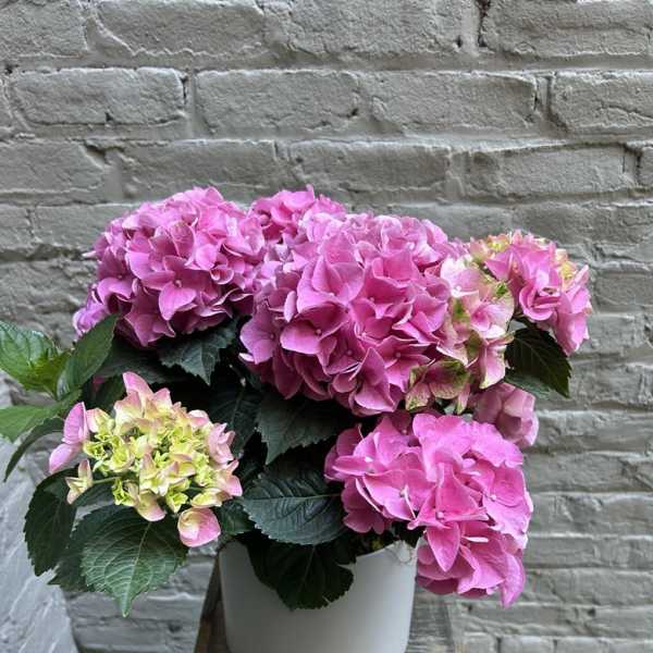 Potted Hydrangea Plant