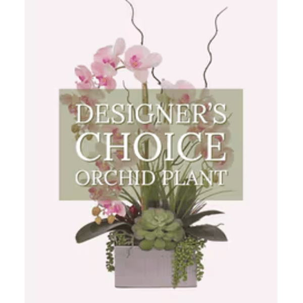 Designers Choice Orchid Plant