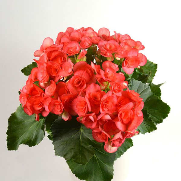 Potted plant with clusters of bright pink flowers and dark green leaves