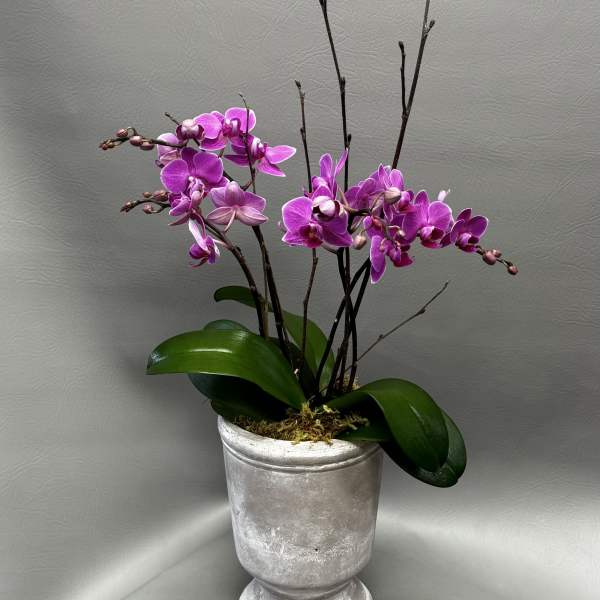 Petite Orchid Garden