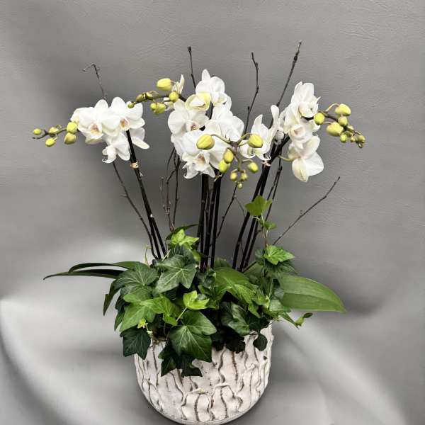White Orchid Garden