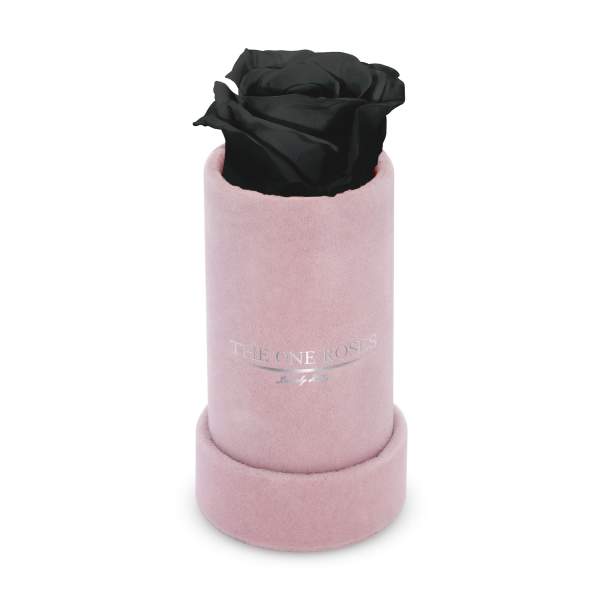 Single black rose in a pink cylindrical box