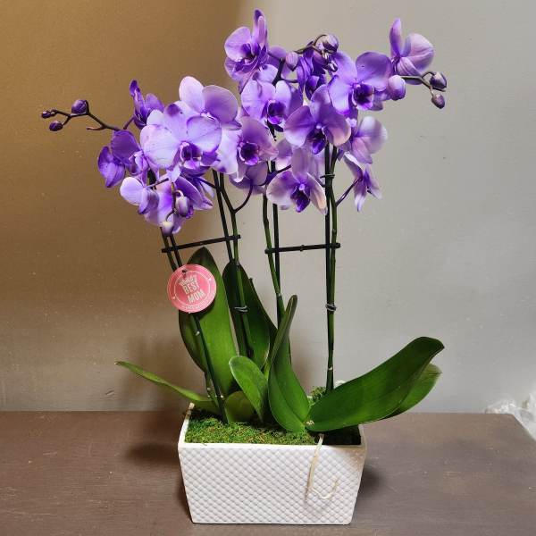 Plants: Mystique Orchid Garden - Purple