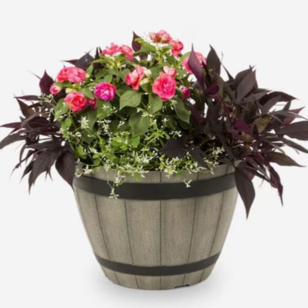 Potted Annuals