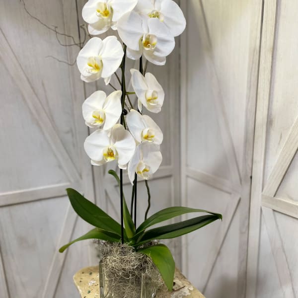 Orchid Special