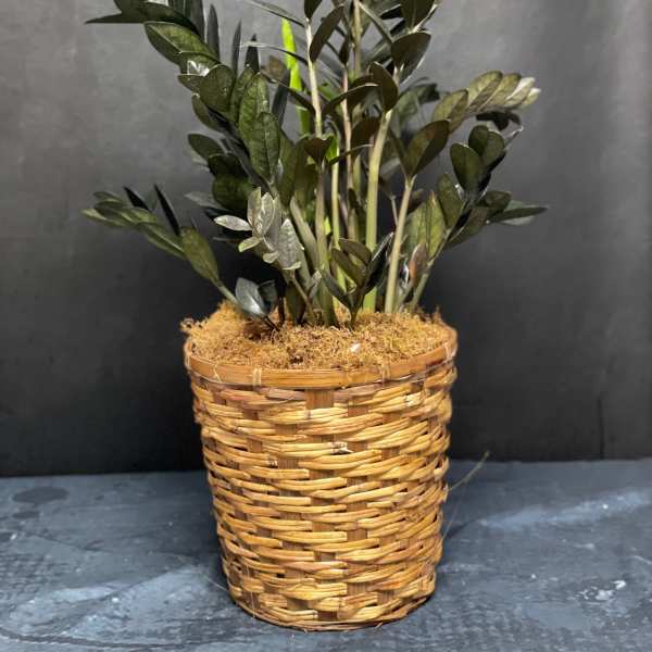 Potted green plant in a woven basket planter