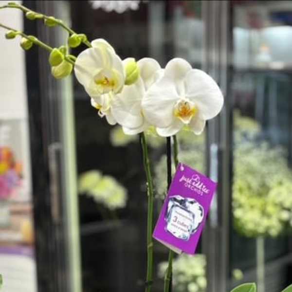 ORCHID PLANT