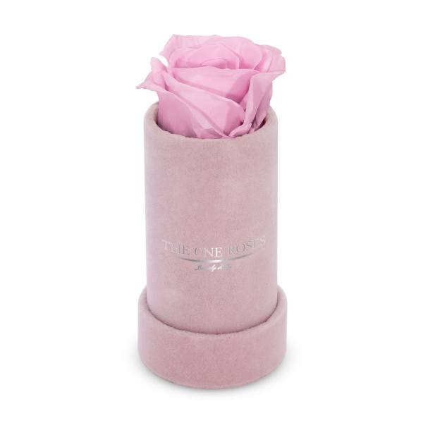 Single pink rose in a blush cylindrical box