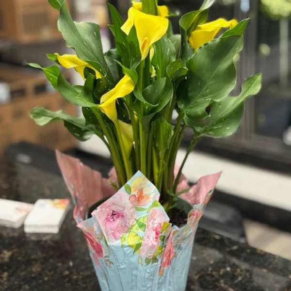 Mini Calla Plant