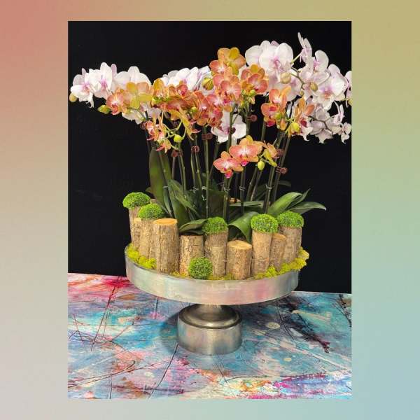Orchid arrangement in a silver pedestal bowl with moss and wood accents