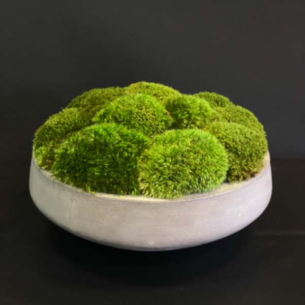 Round bowl filled with bright green moss mounds