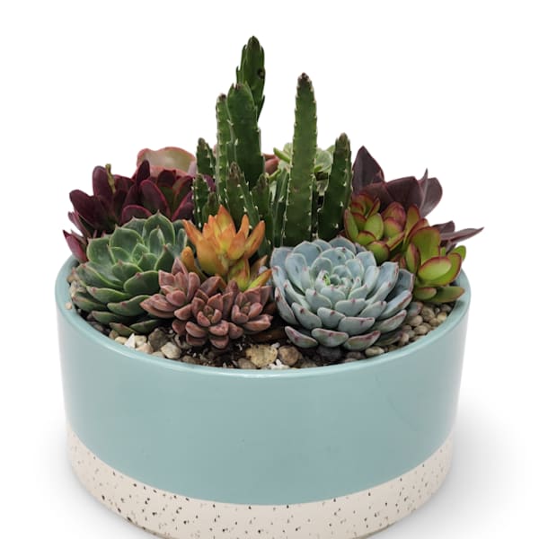 Succulent arrangement in a round blue ceramic pot