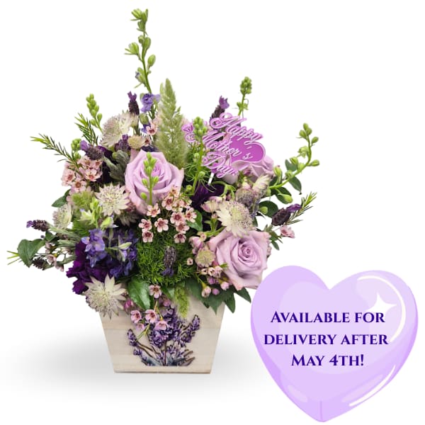 Lavender Dream