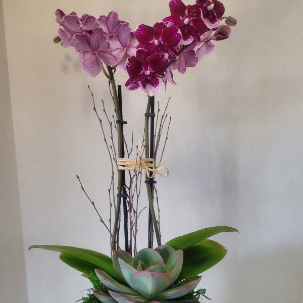 Double Stem Purple with Escheveria