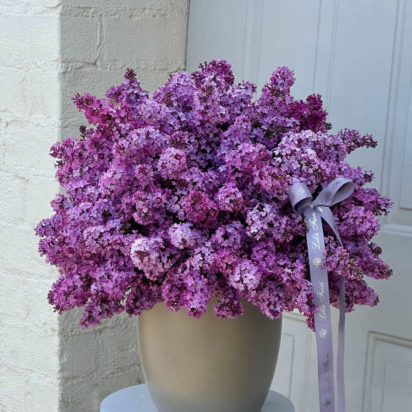 Large mound of purple lilac blossoms in a matte pot with a lavender ribbon bow.
