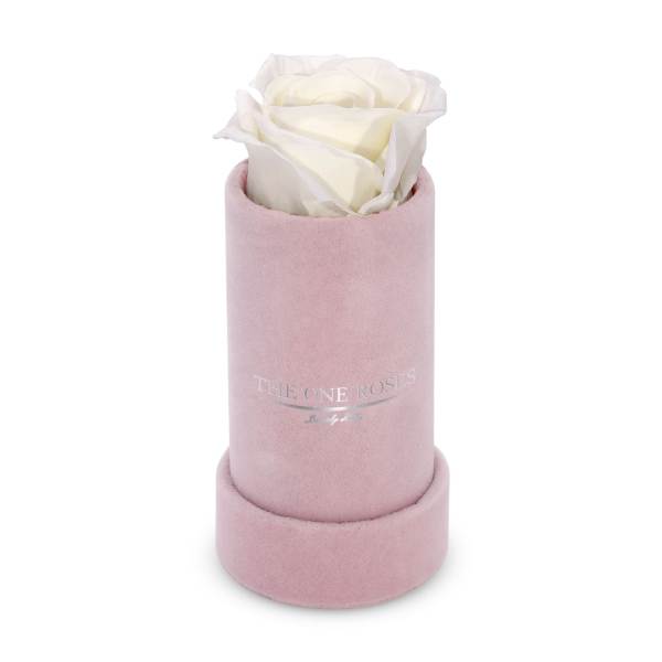 Single white rose in a pink cylindrical box