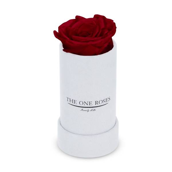 Single red rose in a white cylindrical box