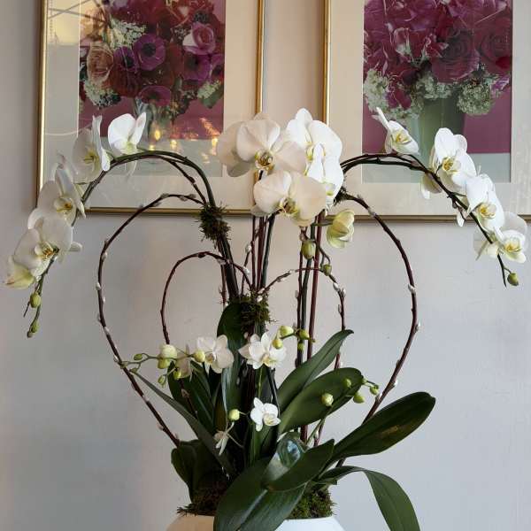 CASCADE ORCHID#2