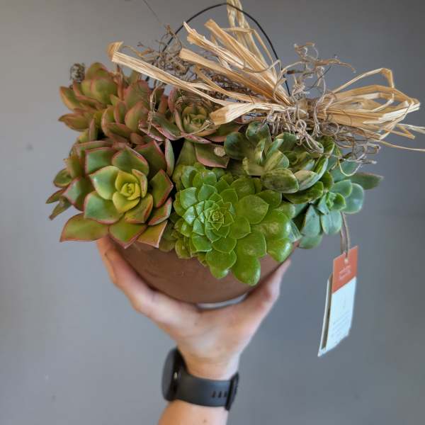 Potted succulent arrangement in a brown container with raffia bow, held in one hand.