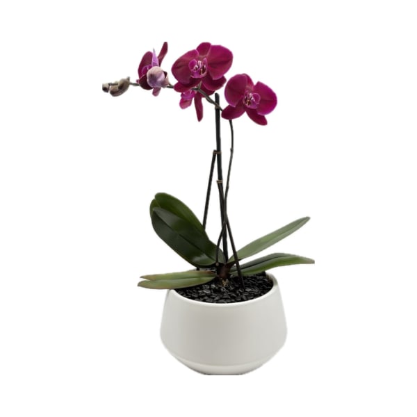 Potted orchid with magenta blooms in a white ceramic planter