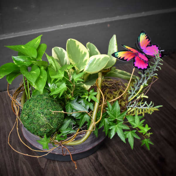 Mixed potted plants in a low bowl with a colorful butterfly pick
