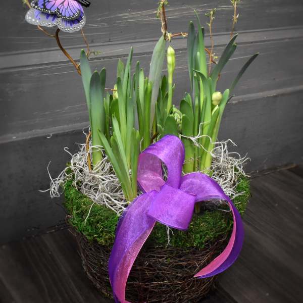 Potted spring bulb arrangement with a purple butterfly decoration and ribbon