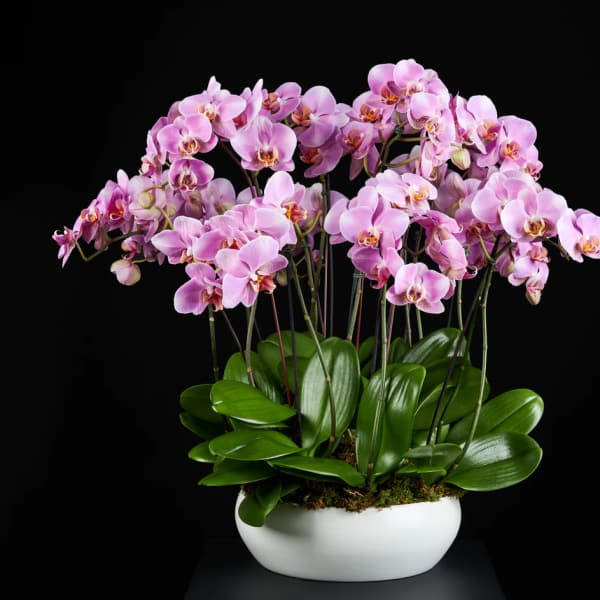 Pink orchids arranged in a white bowl planter