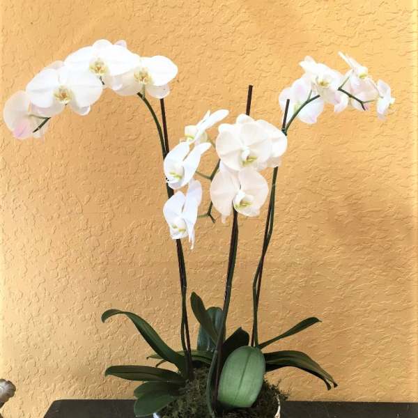 White orchid plant in a white bowl planter