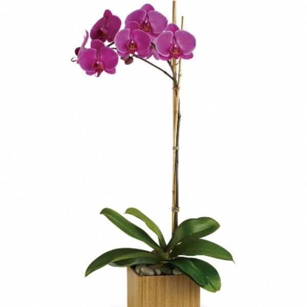 Purple orchid plant in a square wooden pot