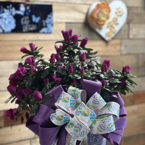 Azalea Bloomella