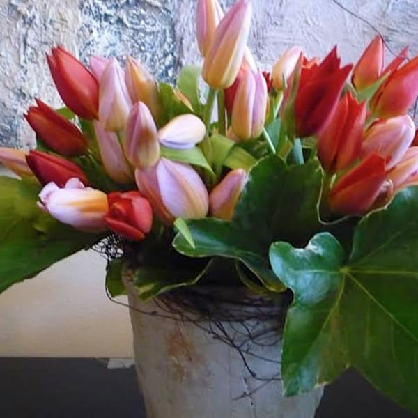 Just Tulips