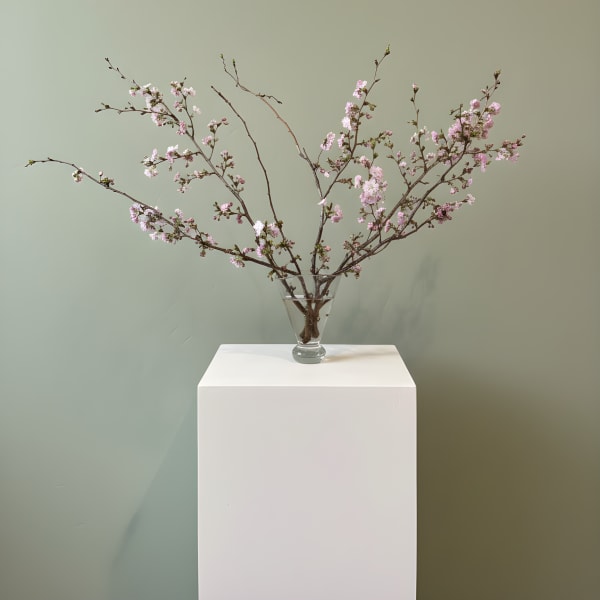 Cherry Blossoms