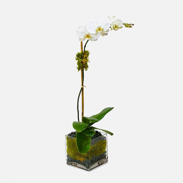 Classic 1-Stem Phalaenopsis (glass)