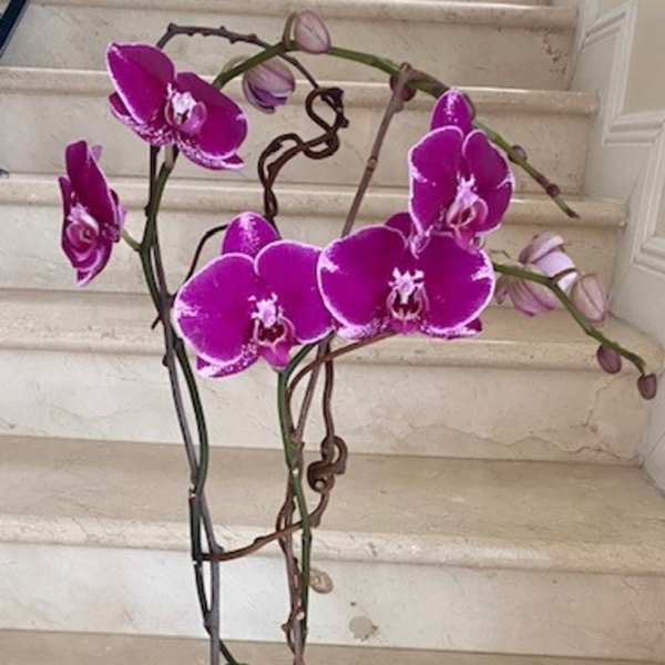 Potted purple phalaenopsis orchid with arching blooms in a clear glass container.