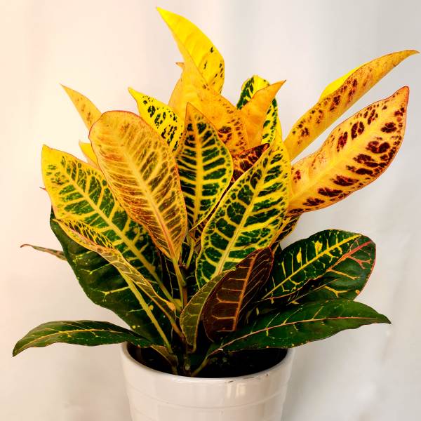 Potted croton plant with yellow, green, and red variegated leaves in a white pot