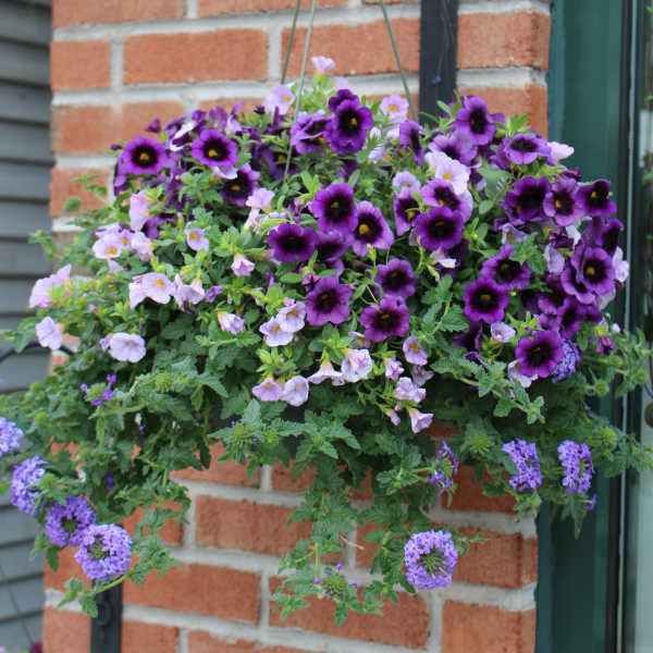 Mixed Hanging Planter