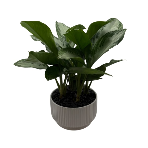 Potted green houseplant in a ribbed ceramic planter