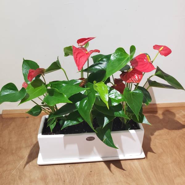 Potted anthurium plant with red blooms in a white rectangular planter