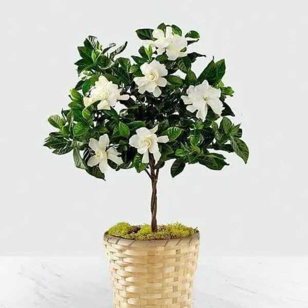The Graceful Gardenia Tree