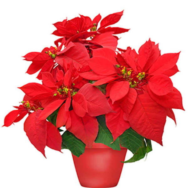 Red poinsettia plant in a red pot