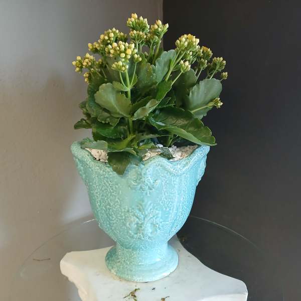 Kalanchoe #805
