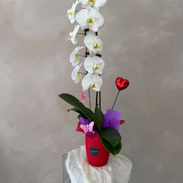 White orchid arrangement in a red pot with a heart pick and butterfly decoration