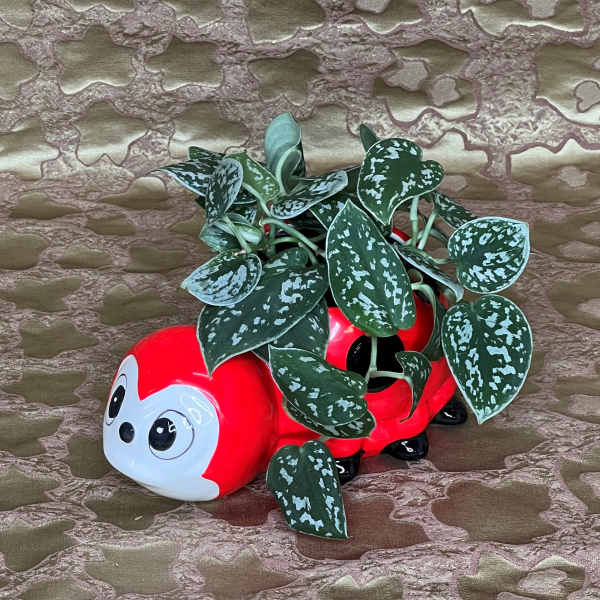 Potted trailing plant in a red ladybug planter